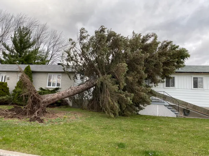 A tree that fell on a house after a windy weather